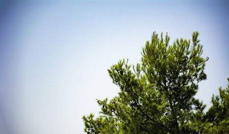 Pine or evergreen coniferous tree against clear blue background banner copy space