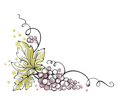 Watercolor illustration, vector -- bunch of grapesのイラスト素材