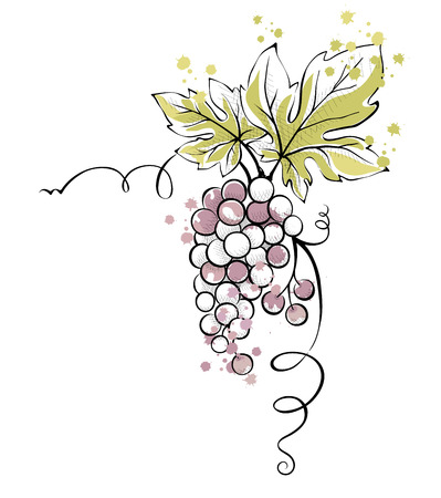 Watercolor illustration, vector -- bunch of grapesのイラスト素材
