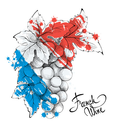 Bunch of grapes - the symbol of France. Vector illustration.のイラスト素材