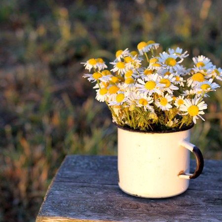 Chamomiles in the old mug, views of field.の写真素材
