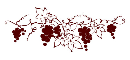 Design elements -- vine / Graphic vector illustration, grapes drawing sketchのイラスト素材