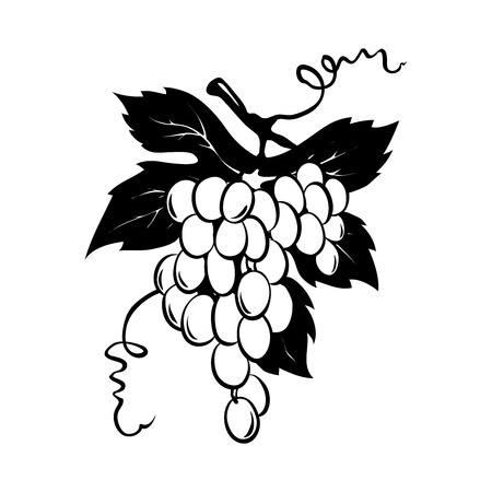 Design elements -- bunch of grapes / Graphic vector illustration, grapes drawing sketchのイラスト素材