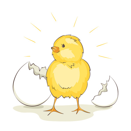 Chick vector illustrations, little bird hatched from egg.のイラスト素材