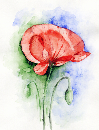 Poppy / Watercolor drawing with a red poppy flowerの写真素材