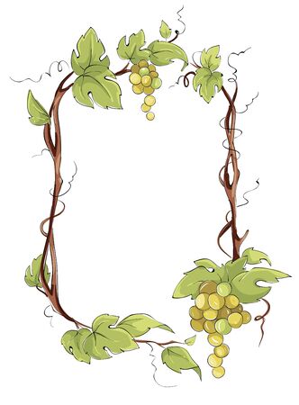 Frame from white grapes. Green grape vine, Vector illustration in watercolor style.のイラスト素材