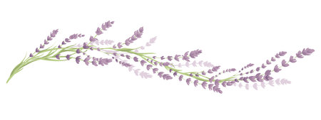 Lavender -- narrow banner. Long border with flowers and leaves, vector illustration, design element.のイラスト素材