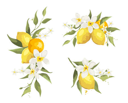 Summer decor with jasmine flowers and citrus branch. Floral design elements for wedding invitation, vector illustration, label.のイラスト素材