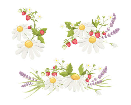 Decor for Wedding invitation with lavender, chamomile and strawberry. Set vector design elements on the theme of flowering and summer.のイラスト素材