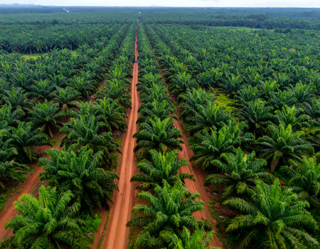 Aerial view of oil palm plantation in the south of Brazil.の素材