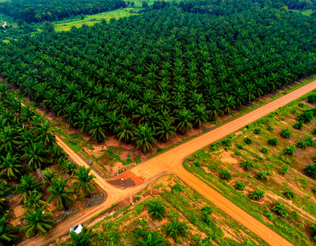 Aerial view of the oil palm plantation in rural area of Thailandの素材