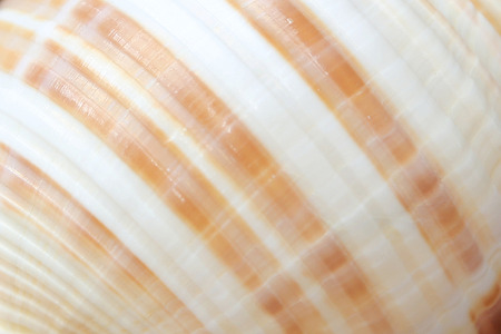 seashellの写真素材