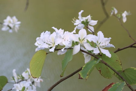 A blooming pear tree bunch of flowersの写真素材
