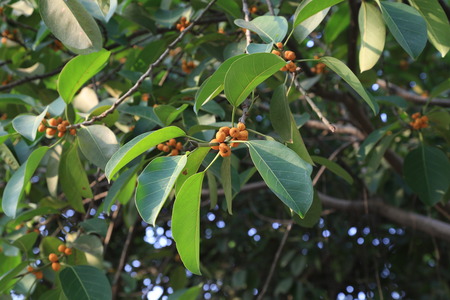 plantation leaf