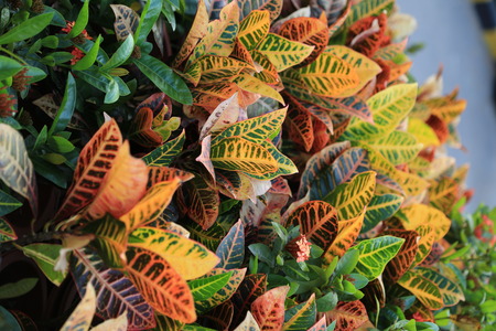 colorful croton leaves for background