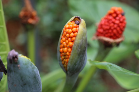 Male Cycas cairnsiana reproductive coneの写真素材