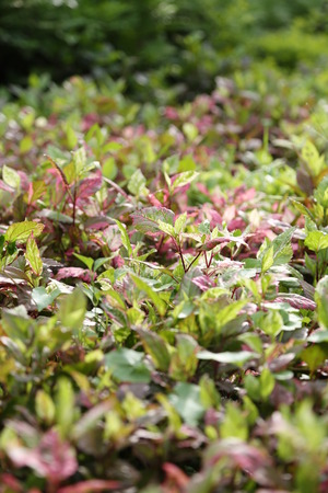 leaves