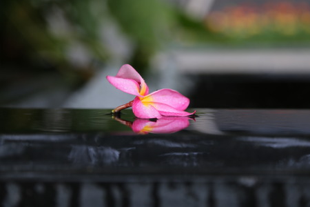 Water drop on plumeria rubra の写真素材
