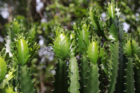 cactusの写真素材
