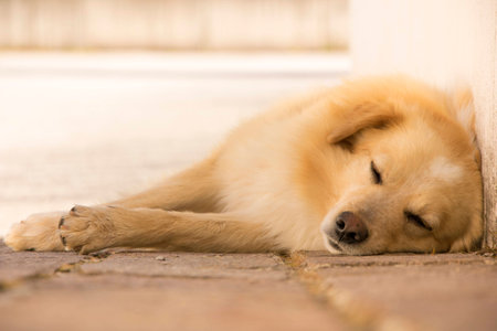 Stray dog sleeping on the streetの写真素材
