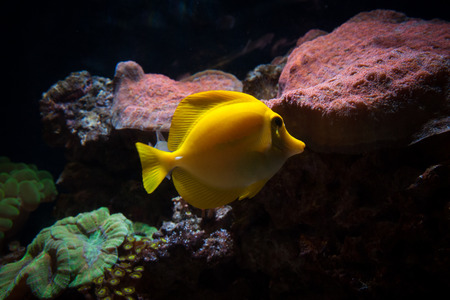 Beautiful zebrasoma yellow tang fish in aquarium