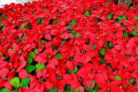 Red leaf with greenの素材
