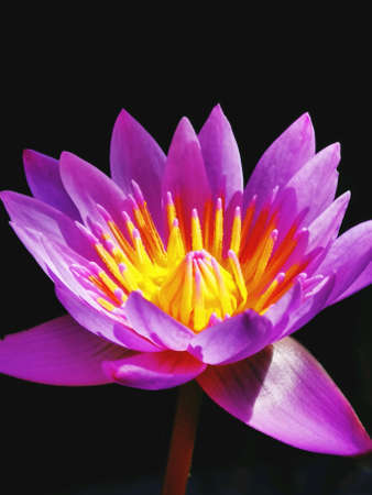 Beautiful pink lotus flower and closeup on black backgroundの素材