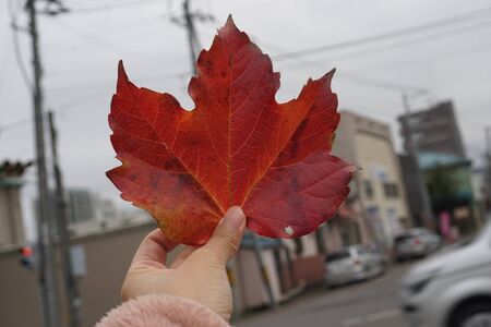 Red leaf  in her hand, autumn in japanの写真素材