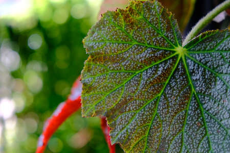vibrant color green leaf with dark red  on foreground and soft blur backgroundの写真素材