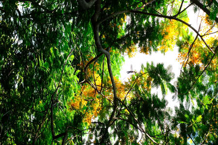 green color leaf frame with clear skyの写真素材