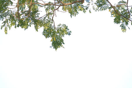 tree branch and green color leave with clear sky on haft frameの写真素材