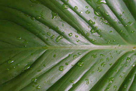 Green Leaf Texture background after the rain, drop of water on beautiful leaf, light and shadowの写真素材