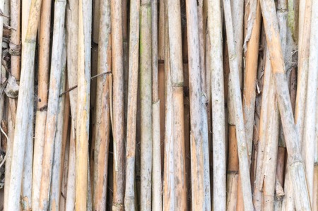 Terxture of yellow brown reedの写真素材