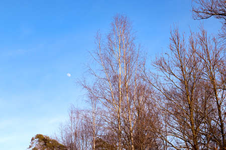The blue sky and moon at day. Airspace above the trees in the forest or park. Birchgrove in spring and autumn. Trees without leaves. Background for print, card, decoration. warm atmosphereの写真素材