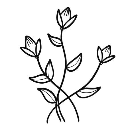 Flower outline illustration. Abstract beatiful floral concept. Black line isolated on white. Spring or summer bloom hand drawn art in doodle sketch style. Objects one line. Galanthus, tulipの写真素材