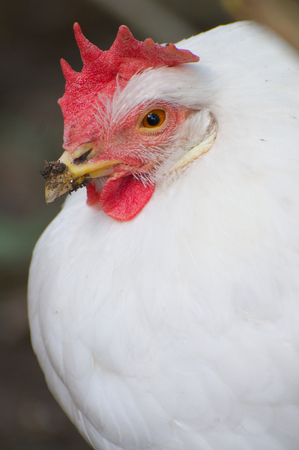 Domestic Farm Chicken with red comb portrait and dirt on beakの写真素材