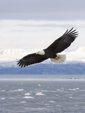 Bald eagle flying with  over the bay with ice in water