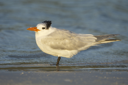 Royal Tern, Sterna maxima, on beach with blue shallow water in background