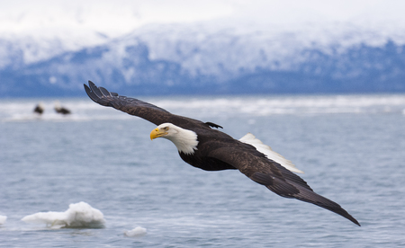 Bald eagle flying with  over the bay with ice in water