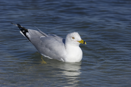 Ring-billed Gull, Larus delawarensis argentatus, standing in shallow water with blue water and sky backgroundの写真素材