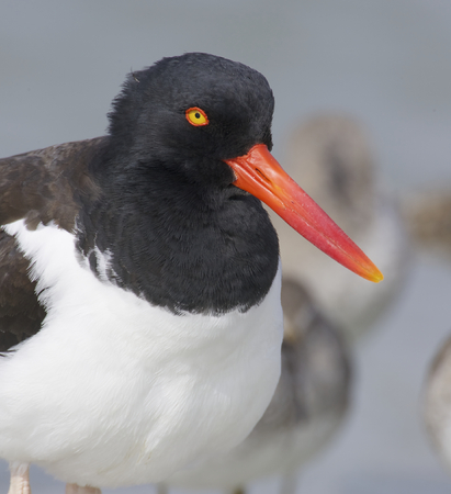 American Oystercatcher portrait on beach with blue water backgroundの写真素材