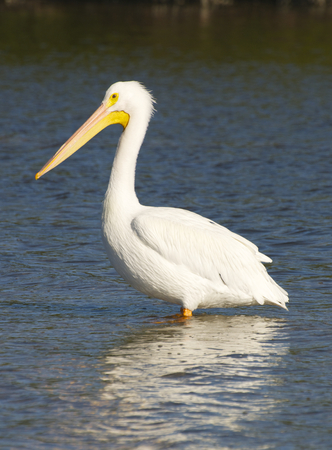 American White Pelican, Pelecanus erythrorhynchos, standing in shallow blue waterの写真素材