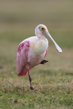 Roseate Spoonbill, Platalea ajaja, standing on one leg on golf course with green grass in backgroundの写真素材