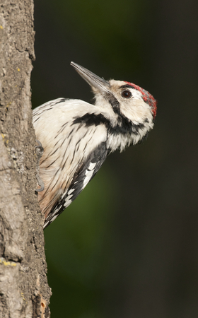 White-backed Woodpecker on tree bark with green leaf backgroundの写真素材