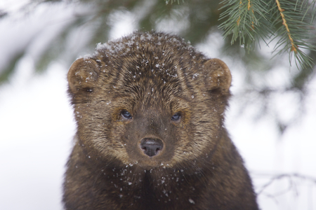 Fisher portrait with pine trees and white winter snow in backgroundの写真素材