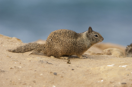California ground squirrel on sandy ground near beachの写真素材