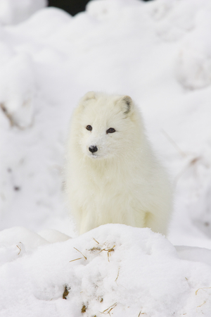Arctic Fox in deep white snow viewed from the frontの写真素材