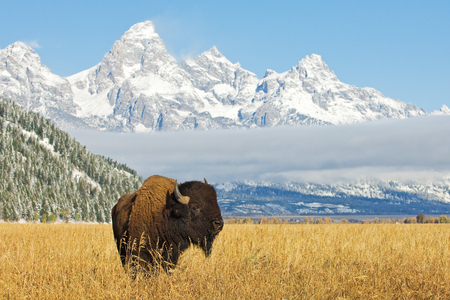 Bison in front of Grand Teton Mountain range with grass in foregroundの写真素材