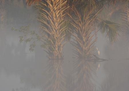 Foggy morning with two palm trees and Great Egret in gray fogの写真素材