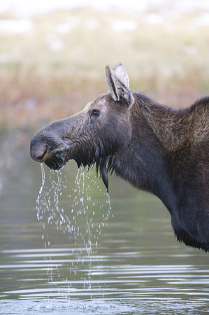 American Moose in lake with trees during autumnの写真素材